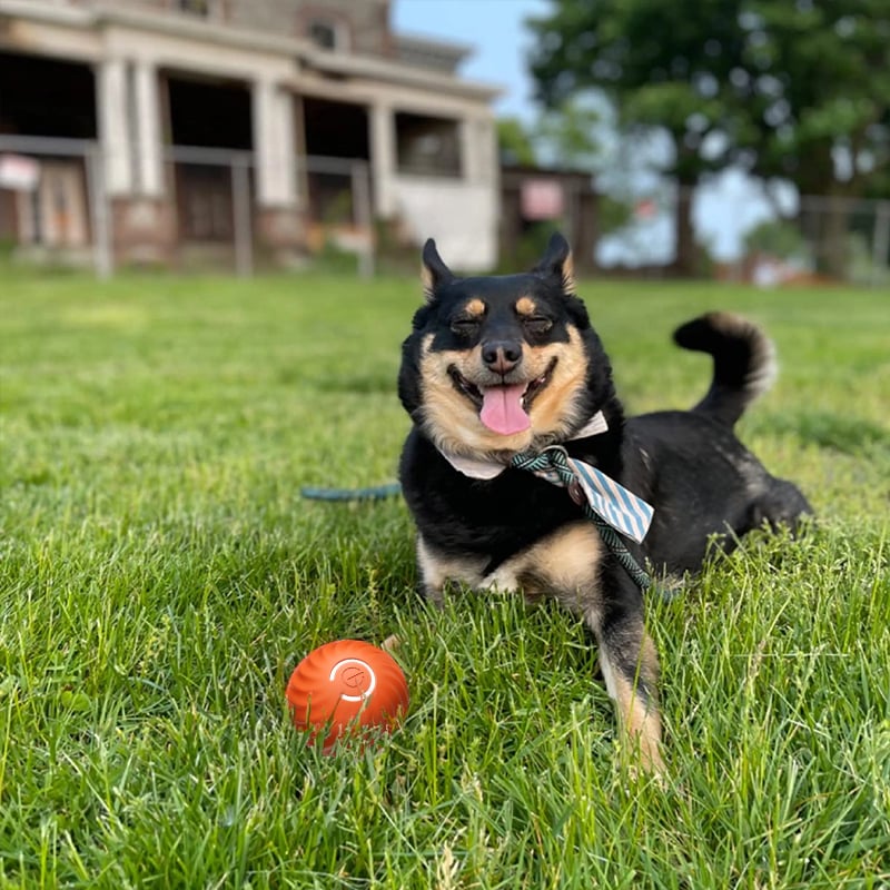 🔥💥Interactive Dog Toys Dog Ball