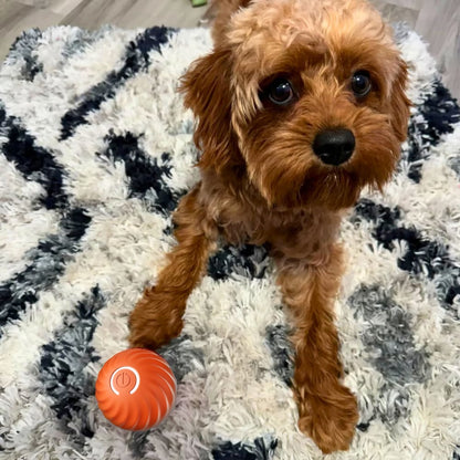 🔥💥Interactive Dog Toys Dog Ball