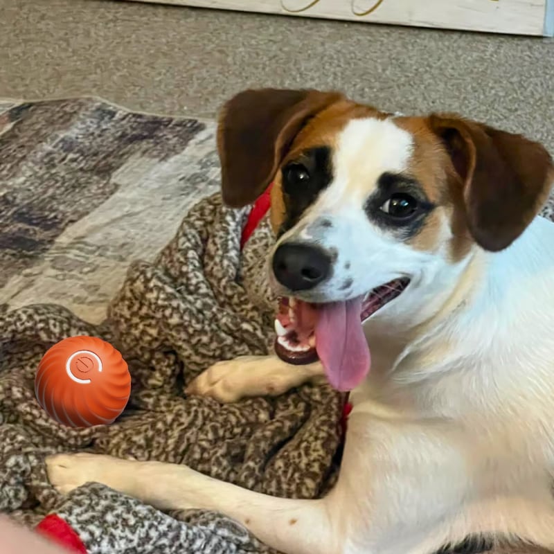 🔥💥Interactive Dog Toys Dog Ball